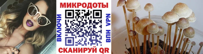 сколько стоит  Шадринск  Псилоцибиновые грибы Psilocybine cubensis 